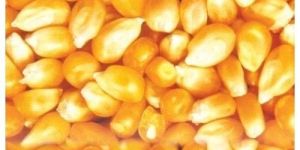 Yellow Maize Seeds