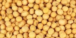Yellow Soybean Seeds