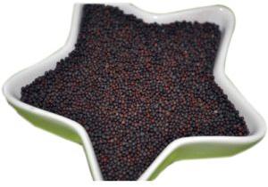Mustard Oil Seed