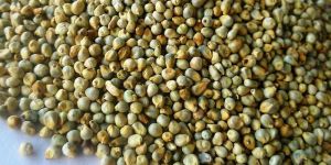 Green millet/Bajra