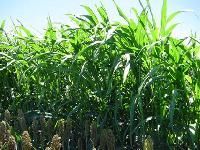 Sorghum Sudan Grass