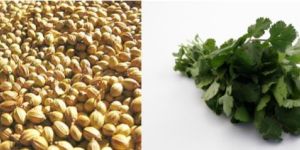Coriander