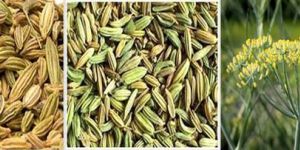 Fennel