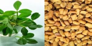Fenugreek