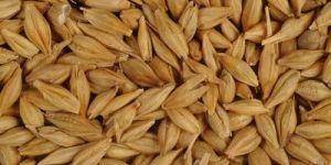 Raw Barley