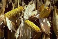 Penna-405+ Hybrid Maize Seeds