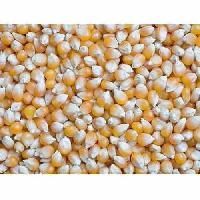 Yuvraj - Hybrid Maize Seed
