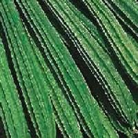 Ridge Gourd Seed