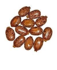 Castor Oil Seeds