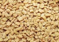 Aloe Vera Seeds