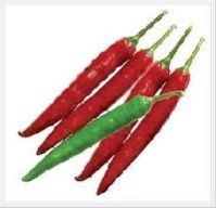 Hot Pepper Seed