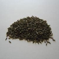 Lettuce Seed