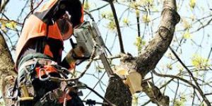 STIHL Chain Saws