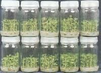 Tissue Cultured Teak Plant