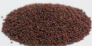 Mustard Seeds