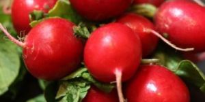 Hybrid Vegetable Seeds