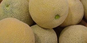 Muskmelon