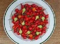 Hot Pepper Seeds