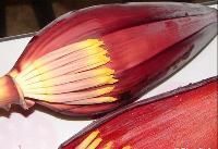 Banana Flower