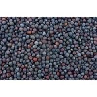 Turnip Veg Hybrid Seeds