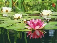 Aquatic Plants