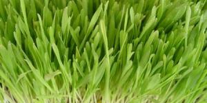 Barley Grass