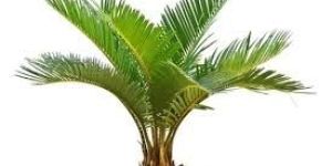 Palm Plants