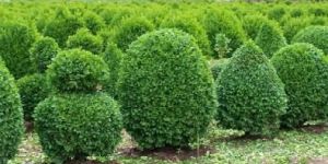 Shrub Plants