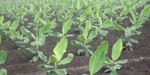 Tissue Culture Banana Plants