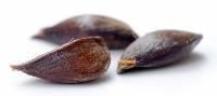 Apple Seeds