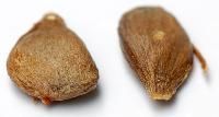 Apple Seeds