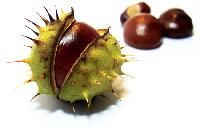 HORSE CHESTNUT