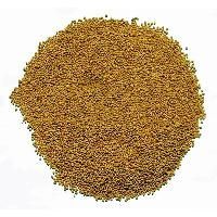 Barseem Clover Seeds