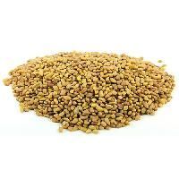 Berseem Clover Seed