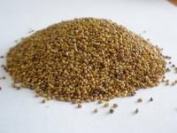 Clovers Seeds