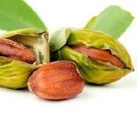Jojoba Seeds