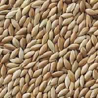 Canary Seed