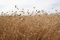 Canary Seed