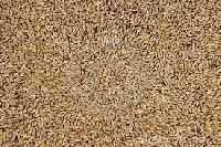 Canary Seed