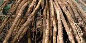 Shatavari Root