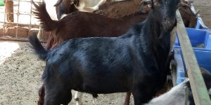Live Goats