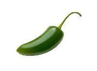 Jalapeno Pepper