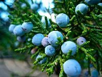 Juniper Berry