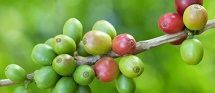 50- 60% Green Coffee Extract