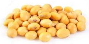 Organic Soybean