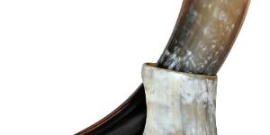 Drinking Horn