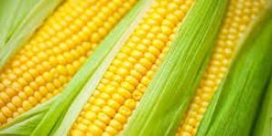 Maize