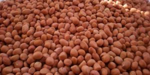 Raw Peanut