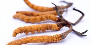 Cordycep Sinensis