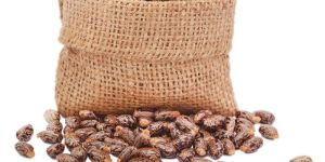 Castor Seeds